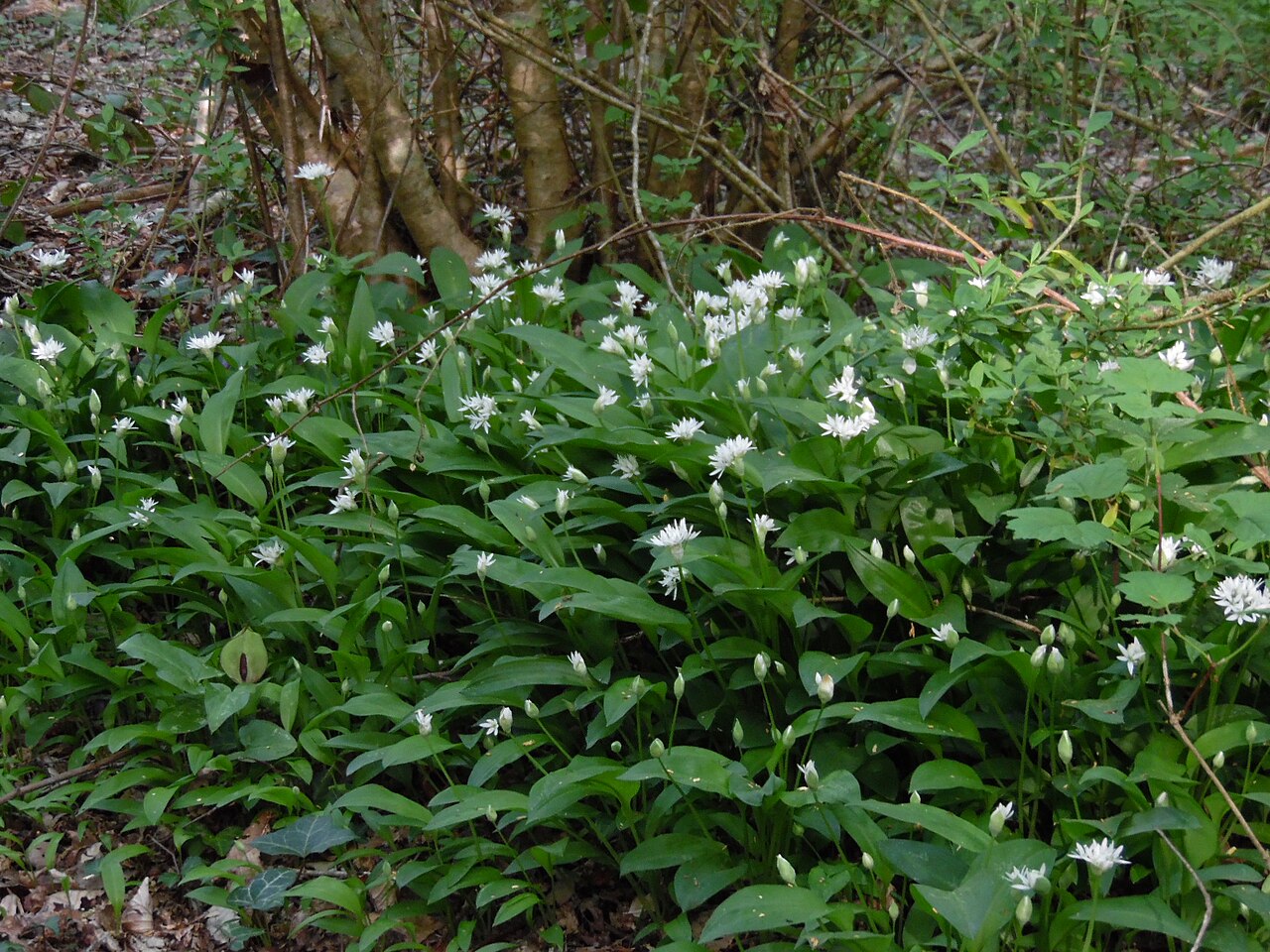Ail des ours : bienfaits santé, récolte et recette de pesto